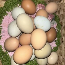 12 Hatching Eggs Only 