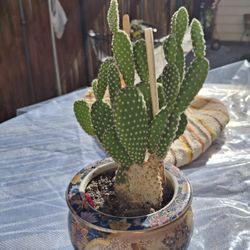 Cactus Vase