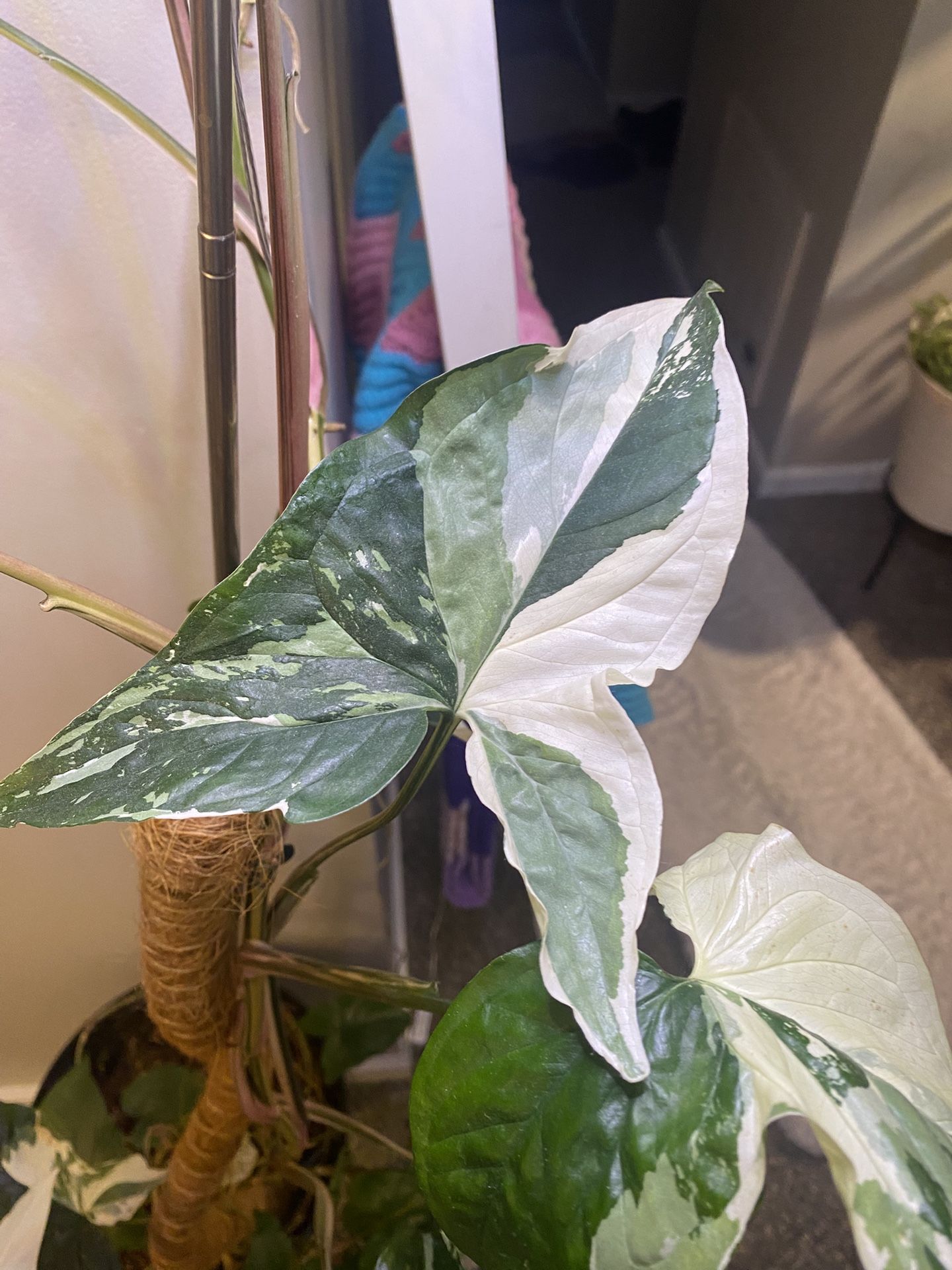 5ft Albo Arrowhead Mother Plant