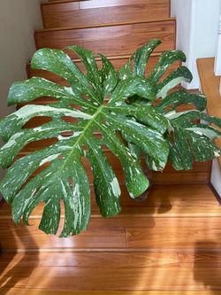 Large monstera Thai constellation plant CUTTING- rooted