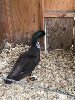 Drakes for sale