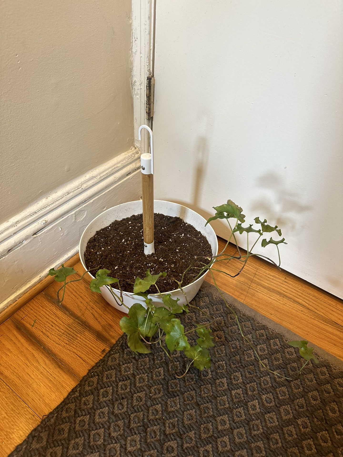German Ivy Hanging Plant