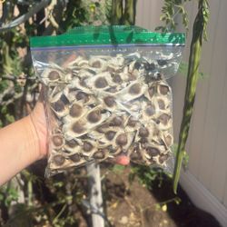 Moringa Seeds 