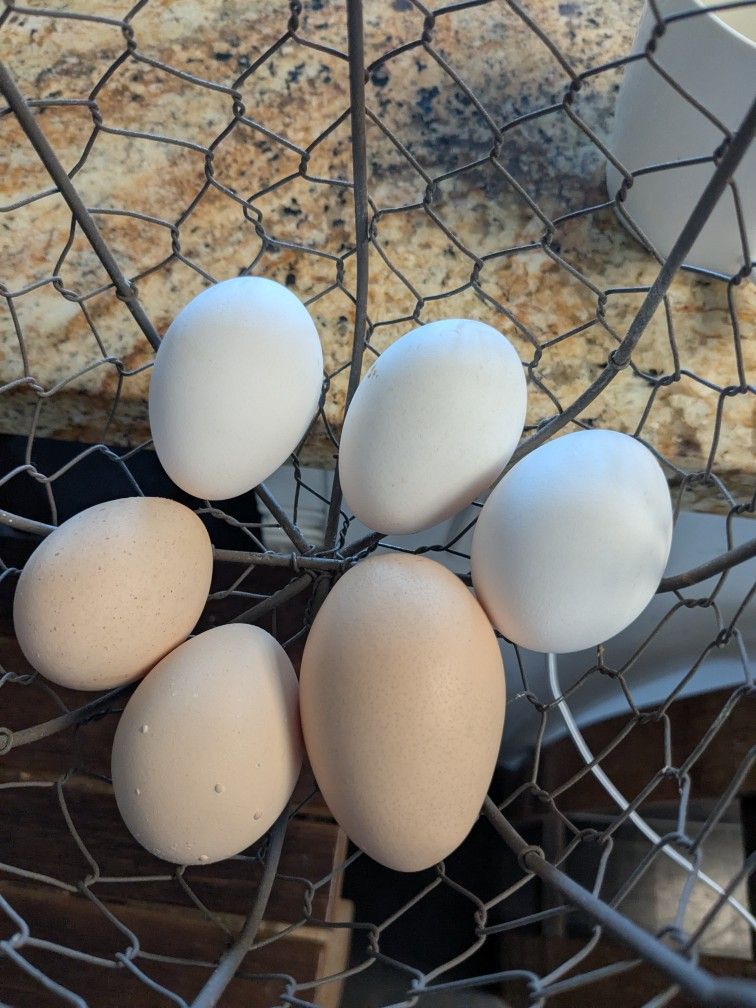 Half Dozen Eggs