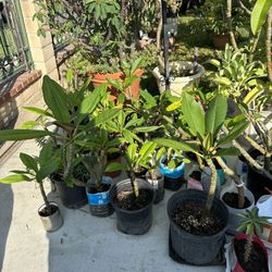 Plants