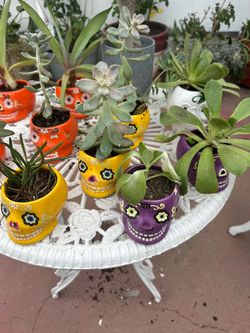 Little HAlloween plants