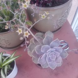 Beautiful Succulent Plant 🌿 $5