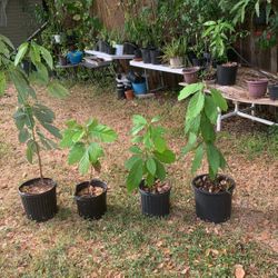 Avocado Plants  For Sale 10 Each
