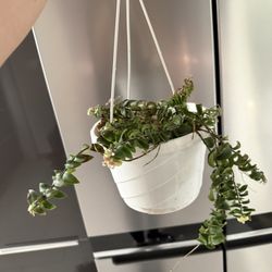 🪴Housplant Twisted Lipstick Plant 