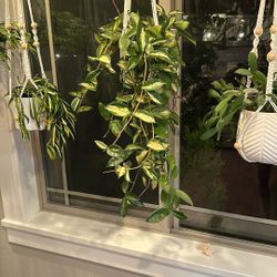 Hoya Plant w/ Pot and Hanger