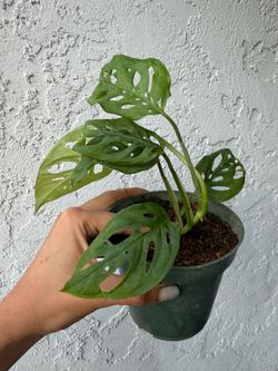Beautiful monstera adansonii. Great as indoor plant