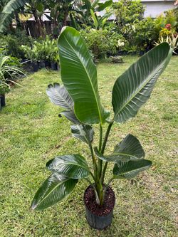 BIRD OF PARADISE (3 Gallon Pot) 4 Ft Tall