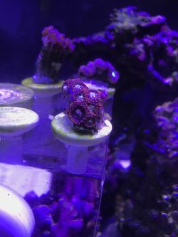 Coral