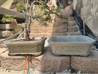Available - Large Bonsai pot - Yes, available