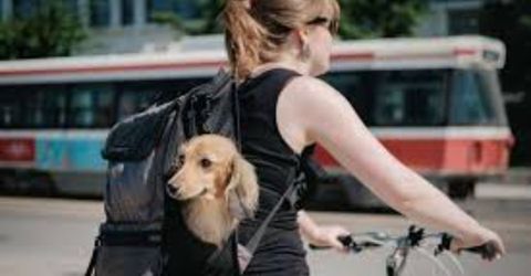 Brand New Timbuk2 Mutt Dog Backpack