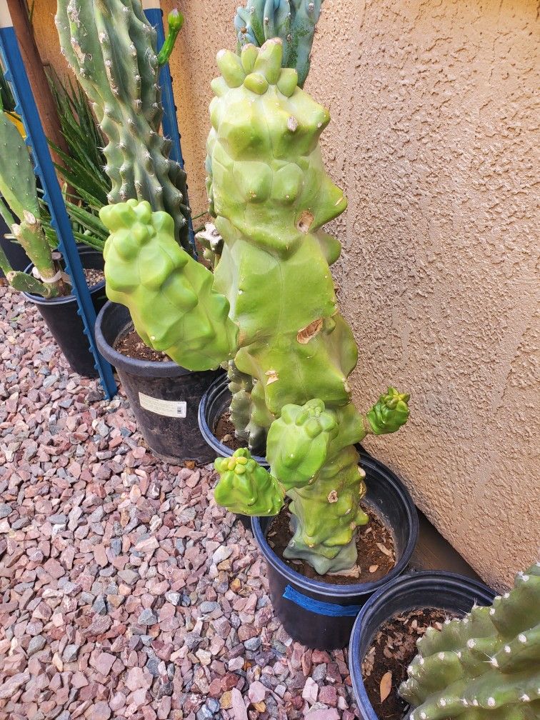 Totem Poll Cactus