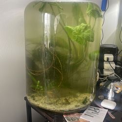 Shrimp colony jar comes with plants and decorations