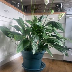 Peace Lily Indoor House Plant 