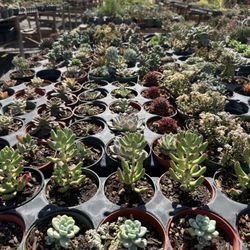 Succulents And Cactus 