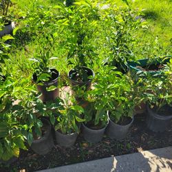 Sour Orange Tree