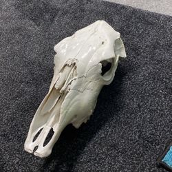 Real Cow Skull