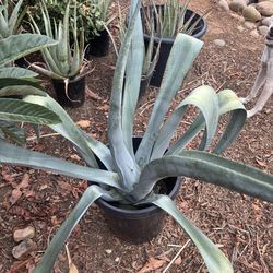 Giant Blue Agave / Fox Tail/ Aloe Vera