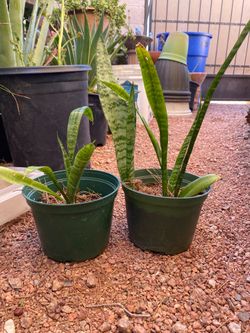 SNAKE PLANT
