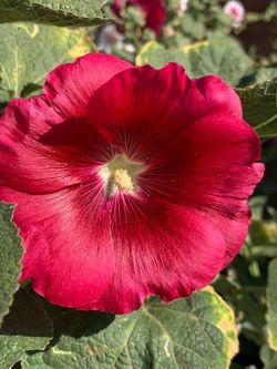 Really beautiful nice plant flower floral red