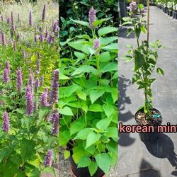 Korean mint plant 🪴 in 1gal plantas de menta koreana