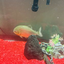 Fish Tank For Sell