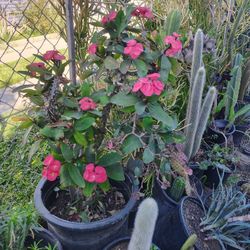 Crown Of Torrance Succulent Plant