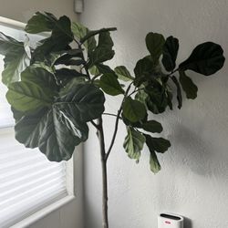 75” - 78” faux fiddle leaf fig tree