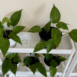6" Healthy Golden Pothos - Beautiful Indoor Plants