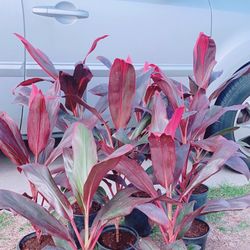 Hawaiian Red Cordyline Plant 🪴 $15 each