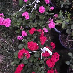 Flowers-Geranium Hanging Baskets 