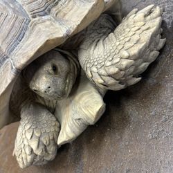 Sulcata 
