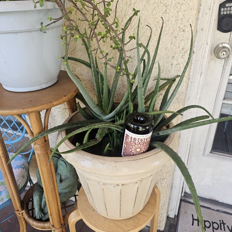 Aloe Plant with Ceramic Pot