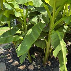 Banana Plants / Price In Description 