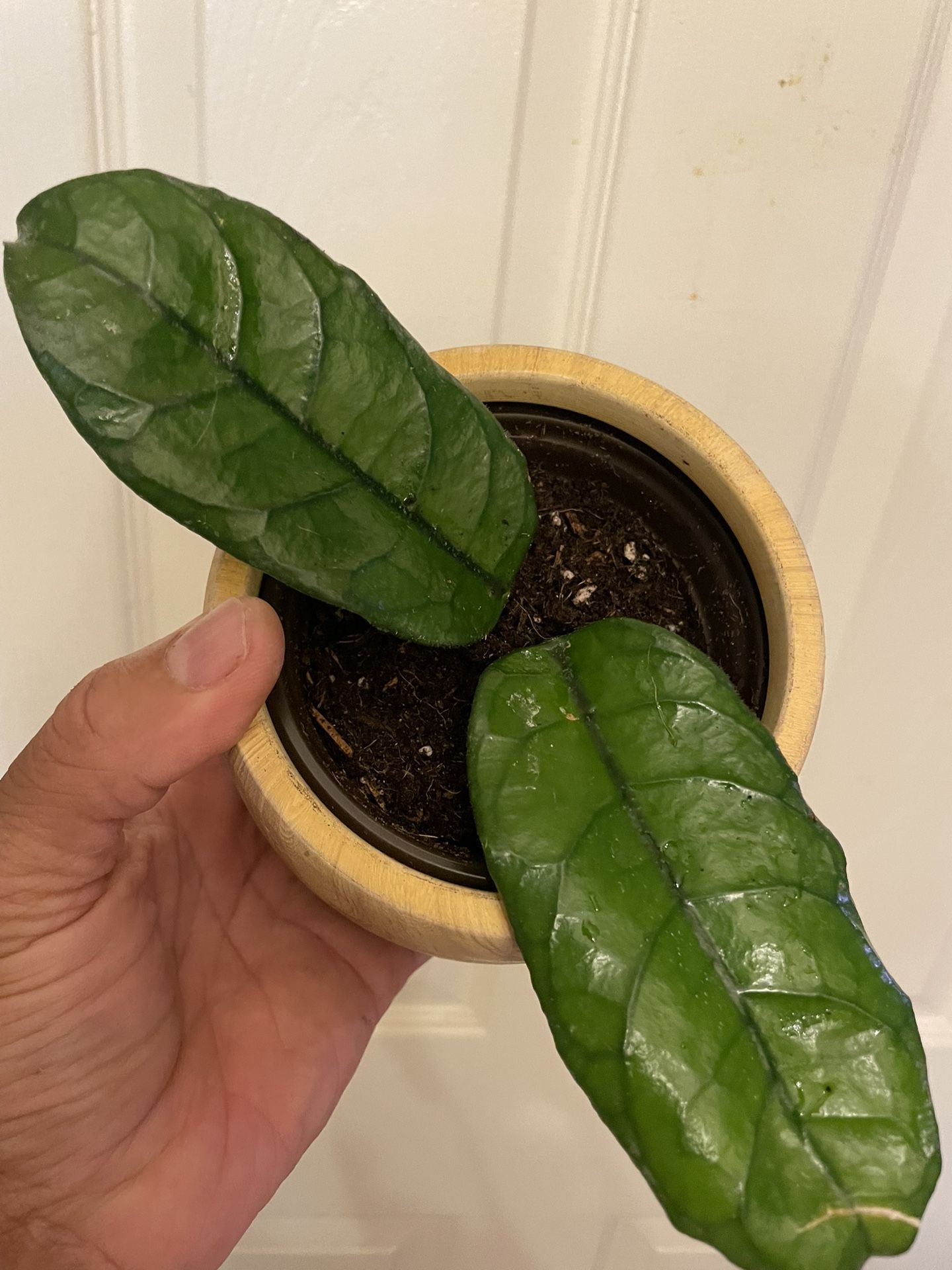 Hoya Villosa | Rooted, Fragrant, Flowering Plant | Not in Bloom | $5 Discount with Local Pickup
