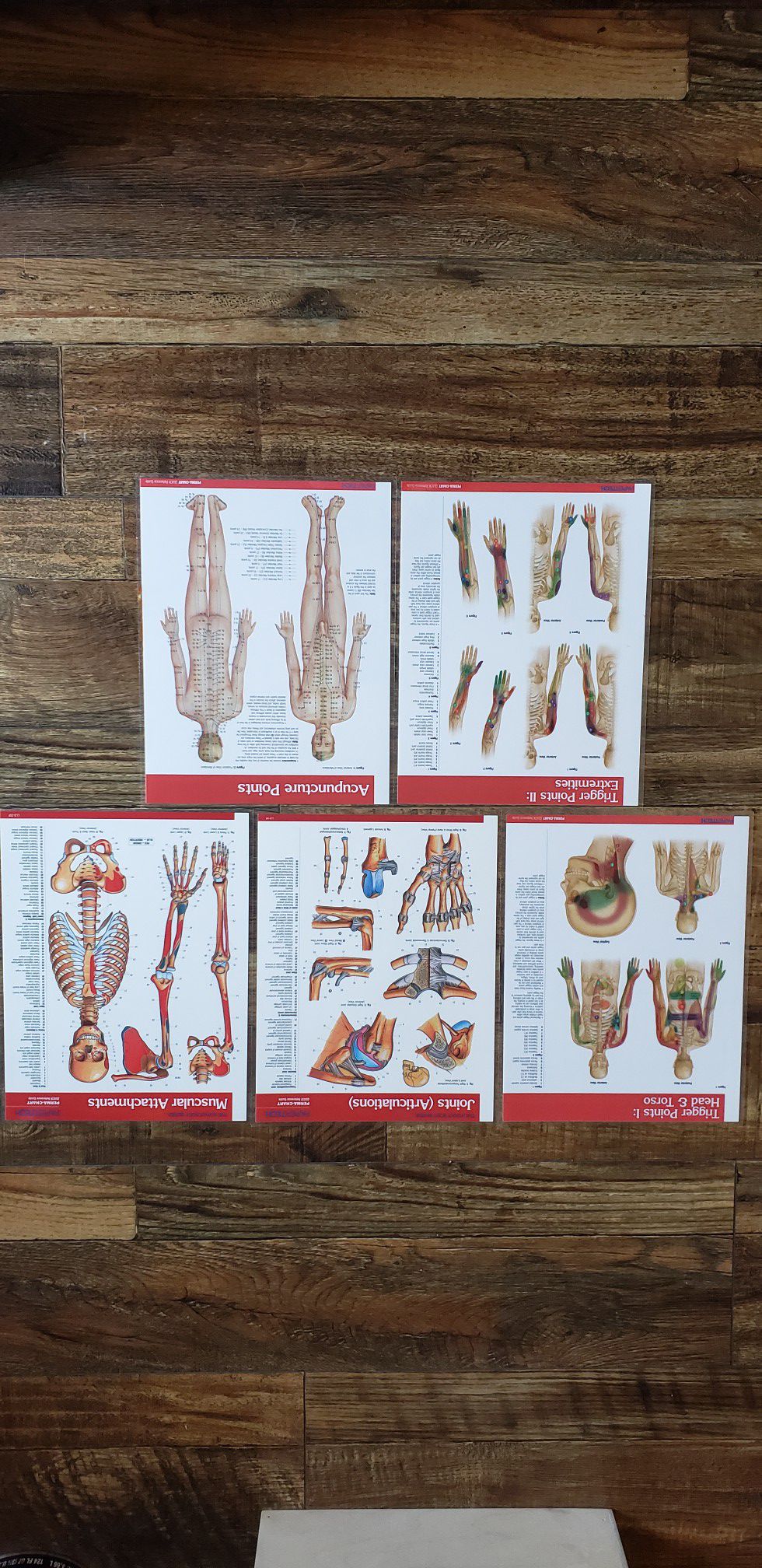 Various Anatomy Charts