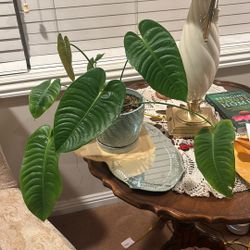 Anthurium veitchii (King Anthurium, Wide Form)