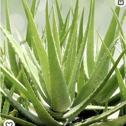 Aloe Vera Plants (Sábila)