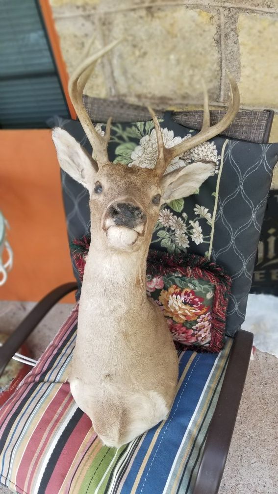 Deer head trophy