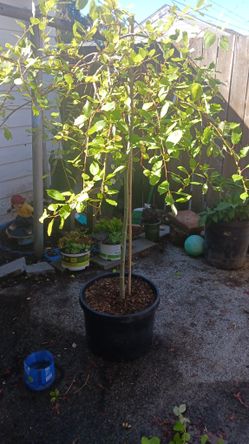 Weeping Pussy Willow Tree 