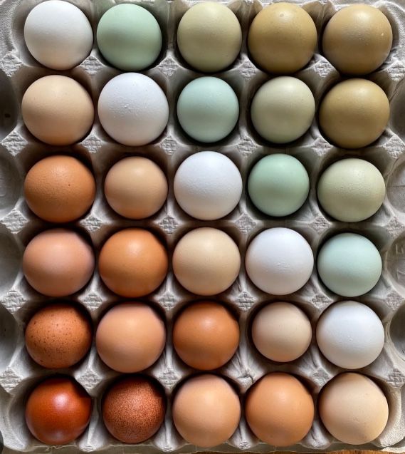 Eggs 1 Dozen