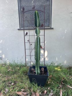 5’7 Euphorbia cactus moving can’t take it with me