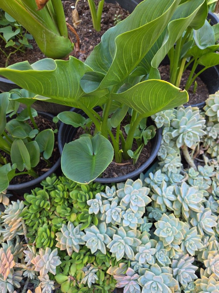 Calla Lilies