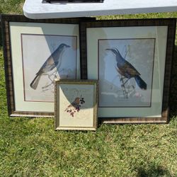 Bird Pictures