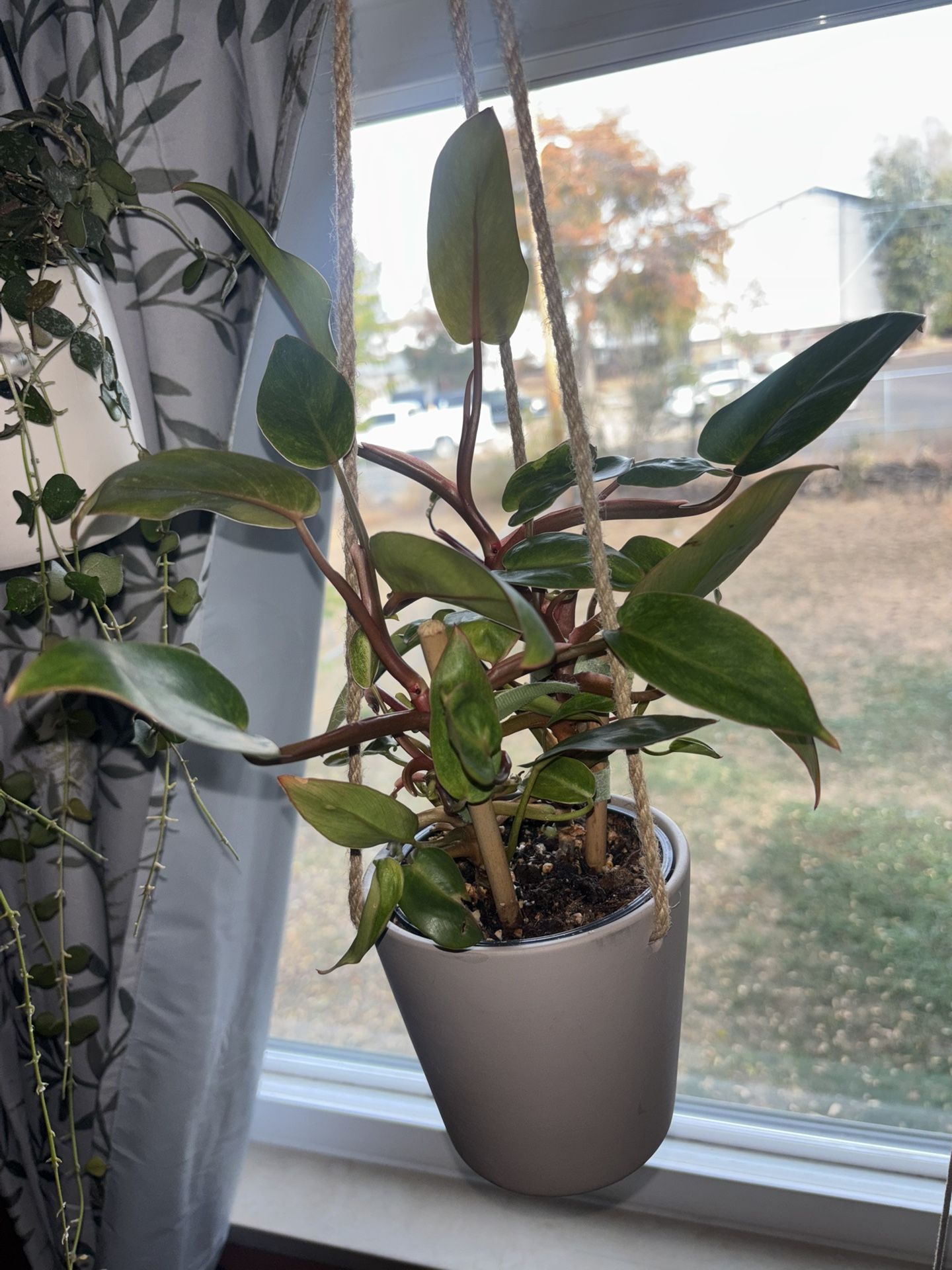 Painted Lady Philodendron