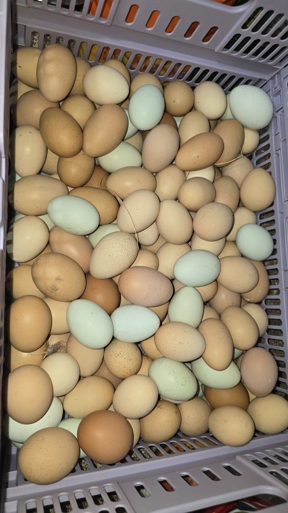 Organic Eggs